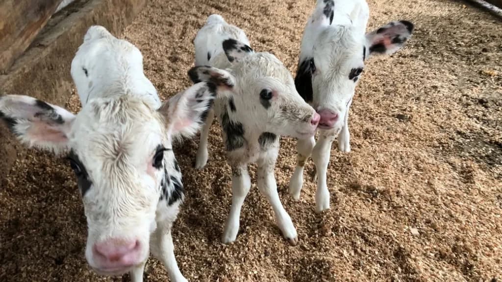 Raro parto de trigêmeos em vaca surpreende SC: “um a cada 100 mil”