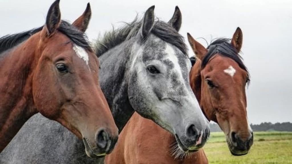 Donos de cavalos terão que indenizar produtor que teve plantação destruída pelos animais
