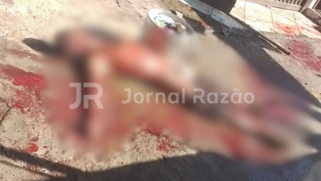 Pitbulls conheciam homem morto em Florianópolis: “frequentava a casa diariamente”