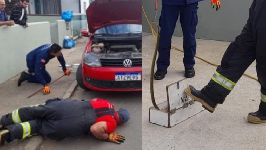Morador encontra cobra no pneu do carro ao voltar de chácara