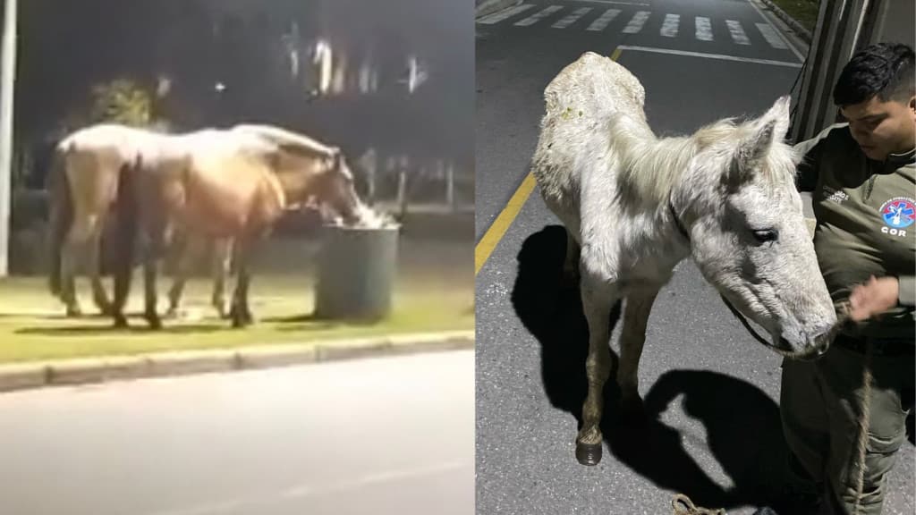 Cavalos são resgatados comendo restos de comida em lixeira de Tijucas