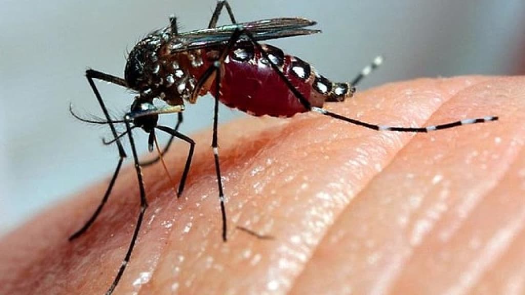 Santa Catarina registra primeira morte por dengue do ano