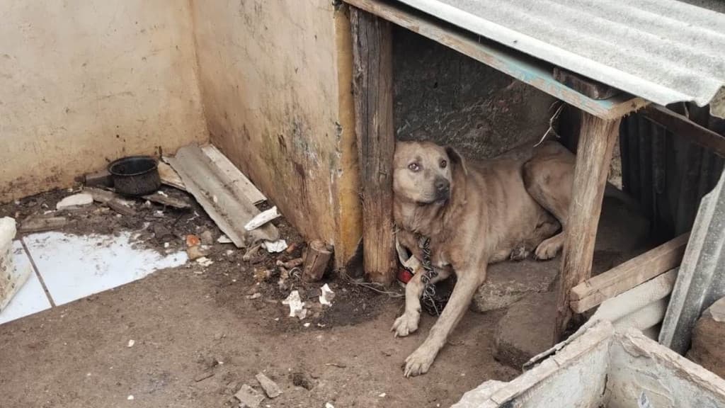 Cachorro é socorrido em estado grave de maus-tratos; ele tinha corte profundo no pescoço