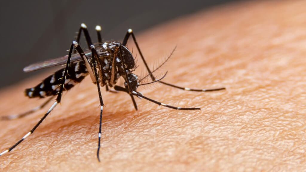 São João Batista tem quatro bairros infestados pelo Aedes Aegypti