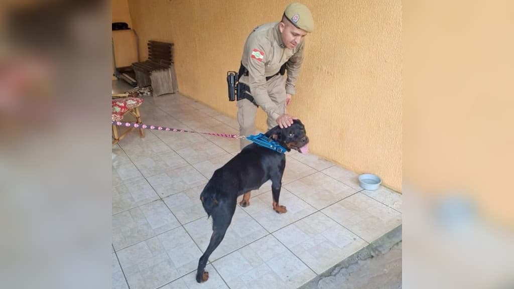 Policiais reencontram em novo lar cachorro que resgataram
