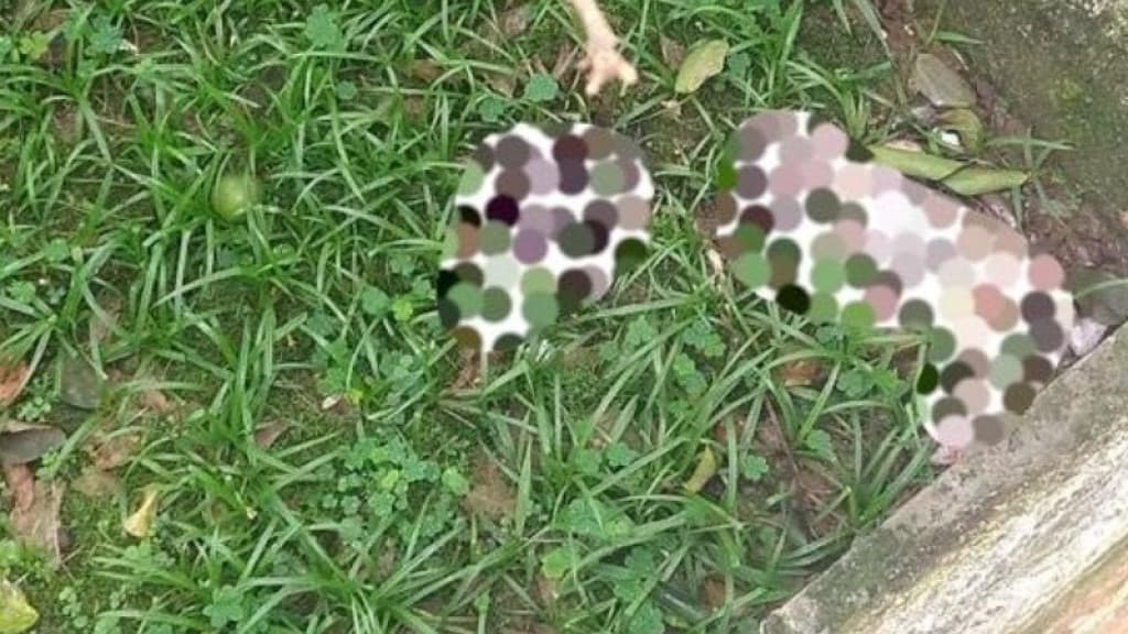 Mulher se espanta ao encontrar feto em quintal de casa
