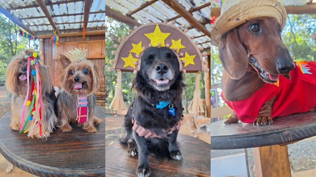 Creche para cães em SC cria “cãocurso” de fantasias juninas e encanta internet