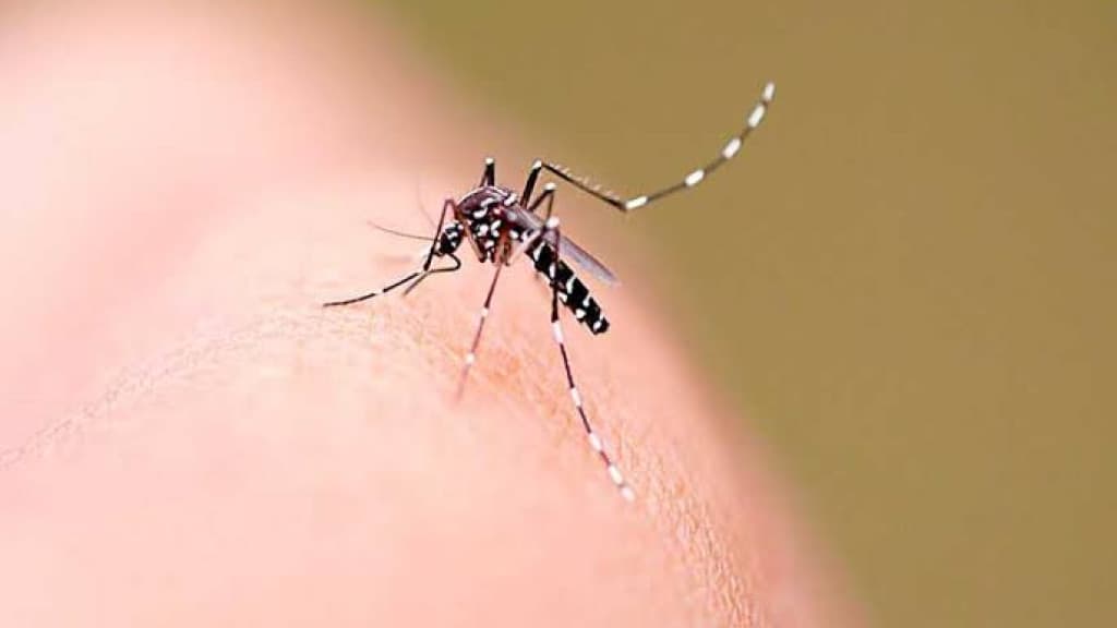 Tragédia em Joinville: Bebê de dois meses é vítima da dengue