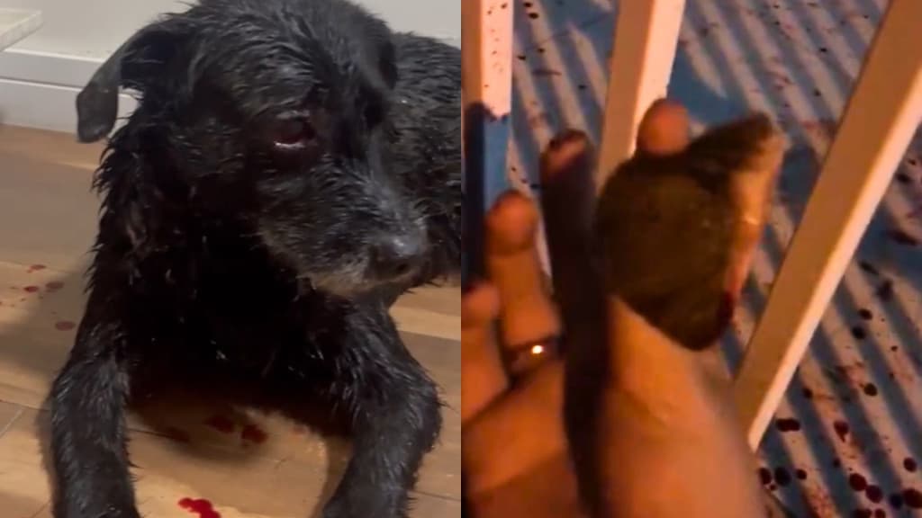 Pitbulls invadem casa, arrancam orelha  de cachorro e atacam idoso, em Tijucas