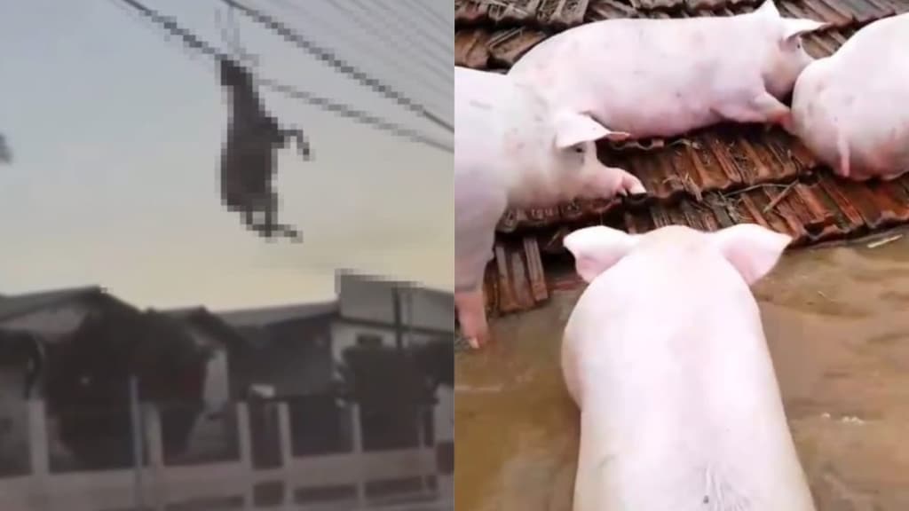 Porcos ilhados e ovelha pendurada: animais também estão sofrendo com ciclone no RS