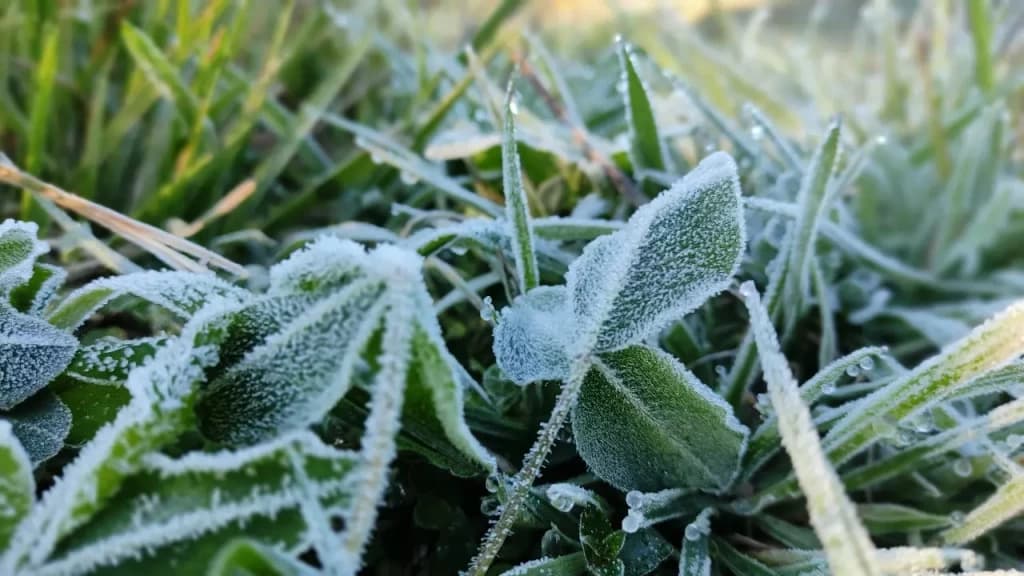“Congelou tudo”: Serra de SC registra 0,8ºC no 4º dia seguido de geada