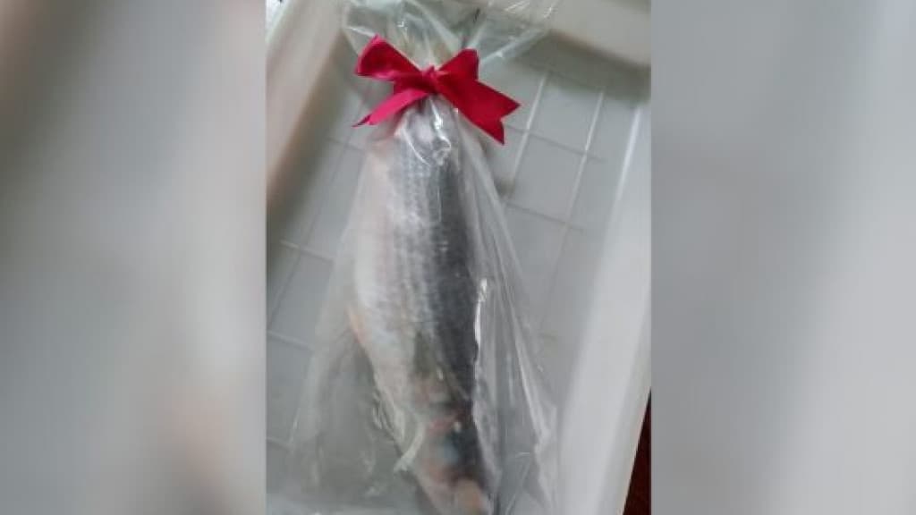 Tainha vira presente do Dia dos Namorados em Florianópolis