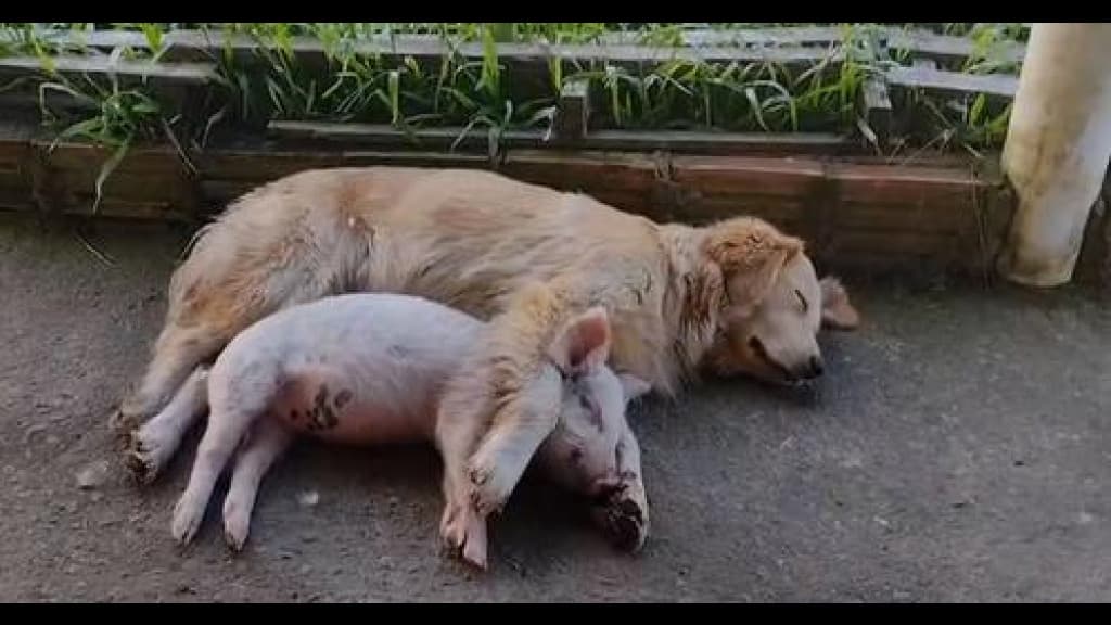 Cachorra adota porca e fazem amizade inusitada