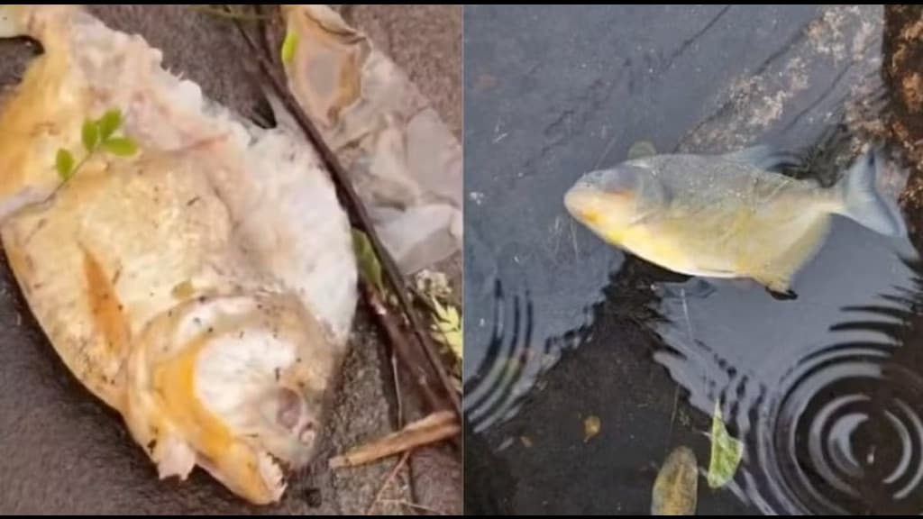 Piranhas são flagradas pelas ruas de Porto Alegre, no Rio Grande do Sul