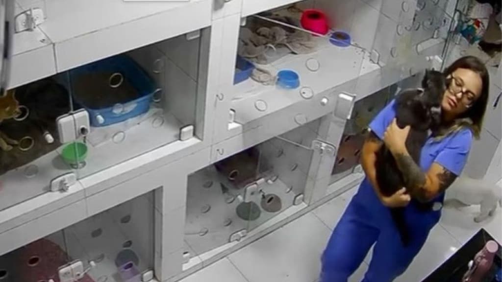 Vídeo de médica veterinária dançando com gato internado viraliza