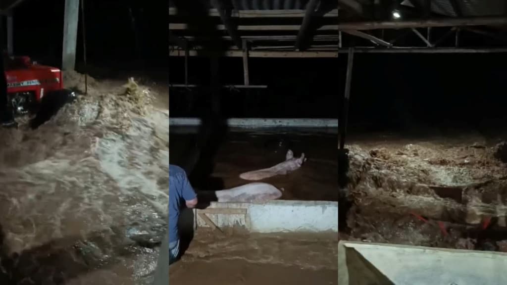 Animais ficam ilhados durante enxurrada em Rio das Antas