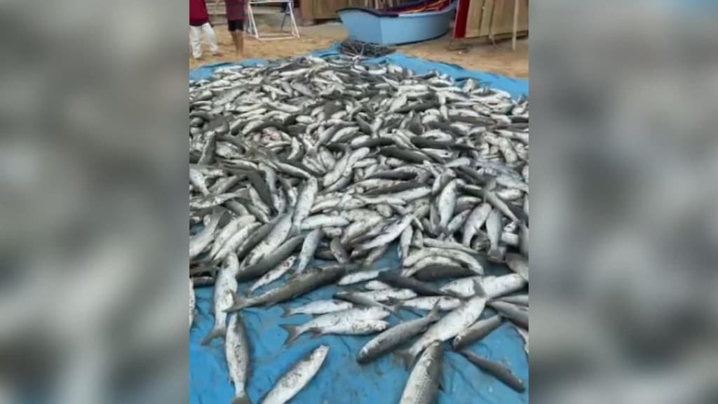 Pescadores enfrentam o frio e garantem uma grande captura de tainha em praia de SC