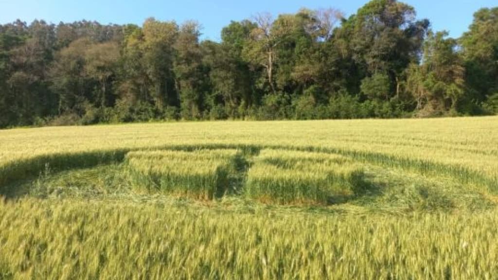 Agroglifo levanta novas suspeitas sobre existência de E.T”s em SC