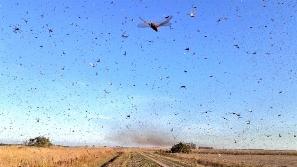 “Apocalipse”: Argentina declara emergência por infestação de gafanhotos