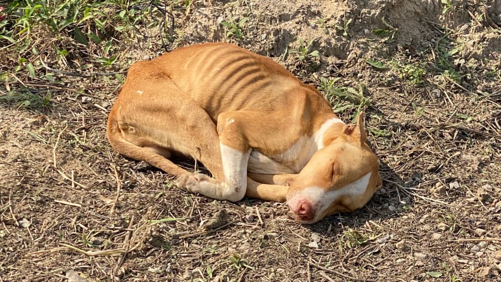 Denúncia revela cena chocante em Tijucas: “abandonado pra morrer”