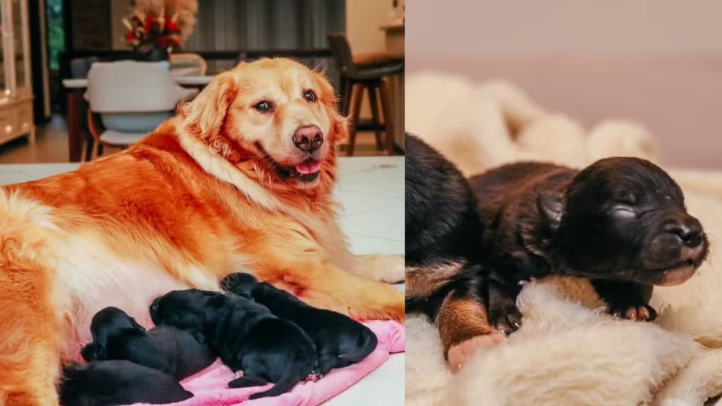 “Zé Milagre”: hotel pra cachorros tem “cruza” inusitada em Santa Catarina