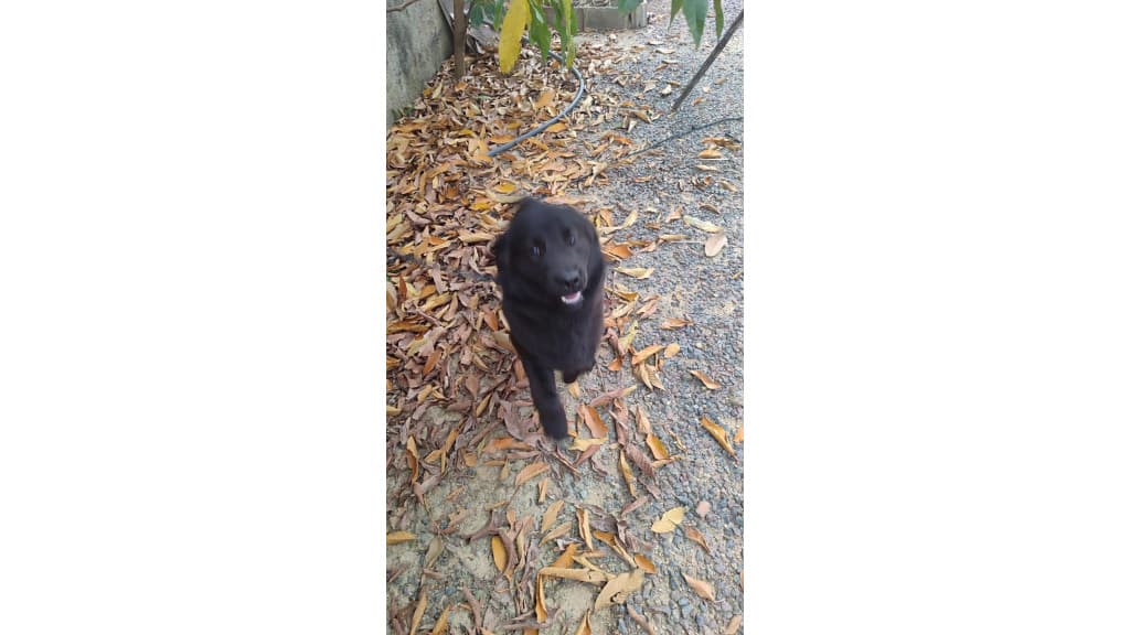 Idosa morre após ataque de cachorro de rua adotado no dia anterior
