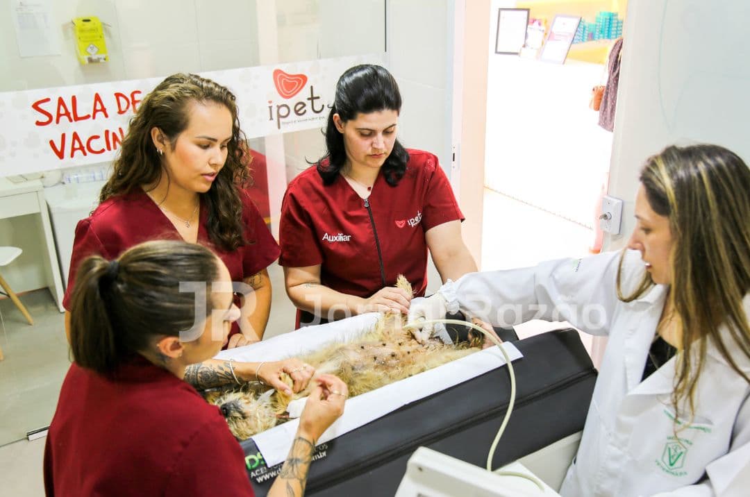 Cuidado completo para seu pet: Conheça o IPet 24h em Tijucas