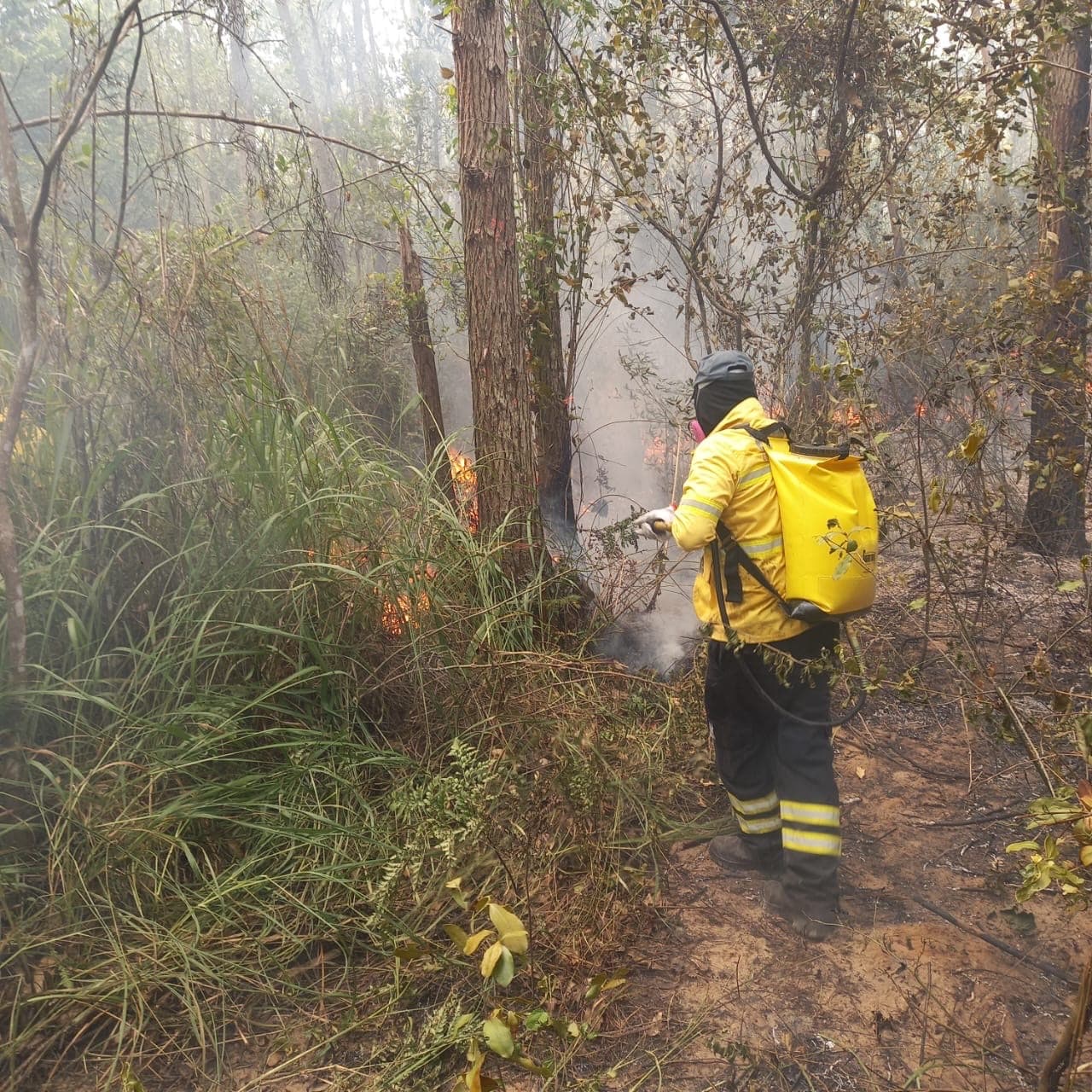 Incêndio destrói 10 hectares de reflorestamento em Balneário Rincão