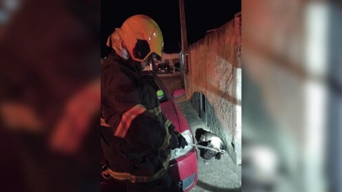Mulher tem orelha amputada após ataque de Pitbull em Canoinhas