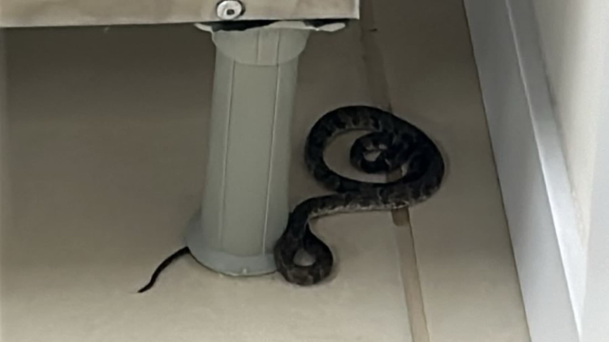 Cobra venenosa aparece em escola infantil de Florianópolis e causa correria