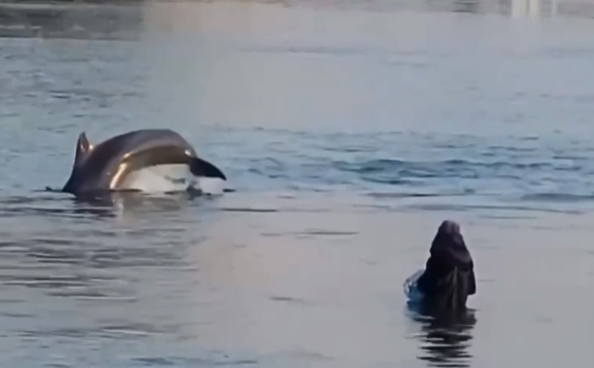 Vídeo flagra boto “dando a letra” para pescadores de SC lançarem rede em cardume