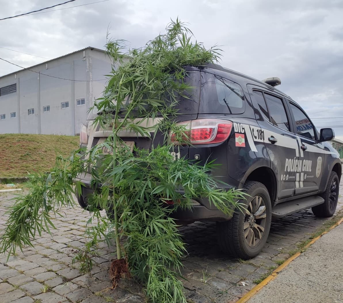 Cobertor não escondeu o flagrante: pé de maconha de 2 metros é apreendido em SC: “dava tchau pra rua”
