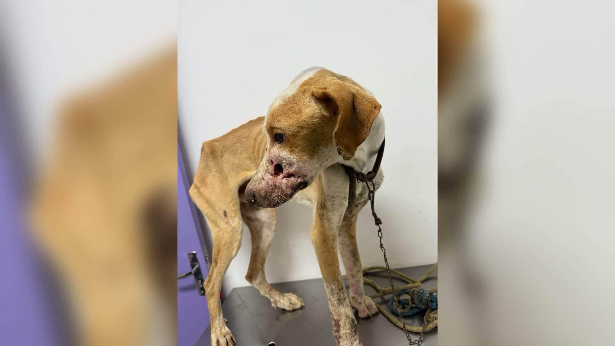 Cachorro é resgatado com osso exposto e sinais de desnutrição em Apiúna