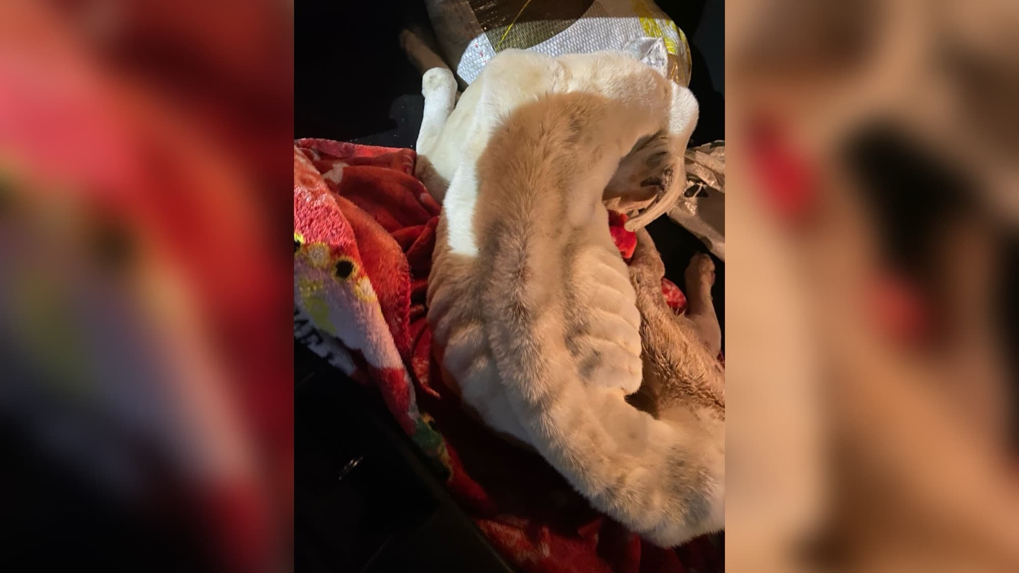 Cão é achado com ânus infeccionado e corpo coberto de feridas em casa de SC