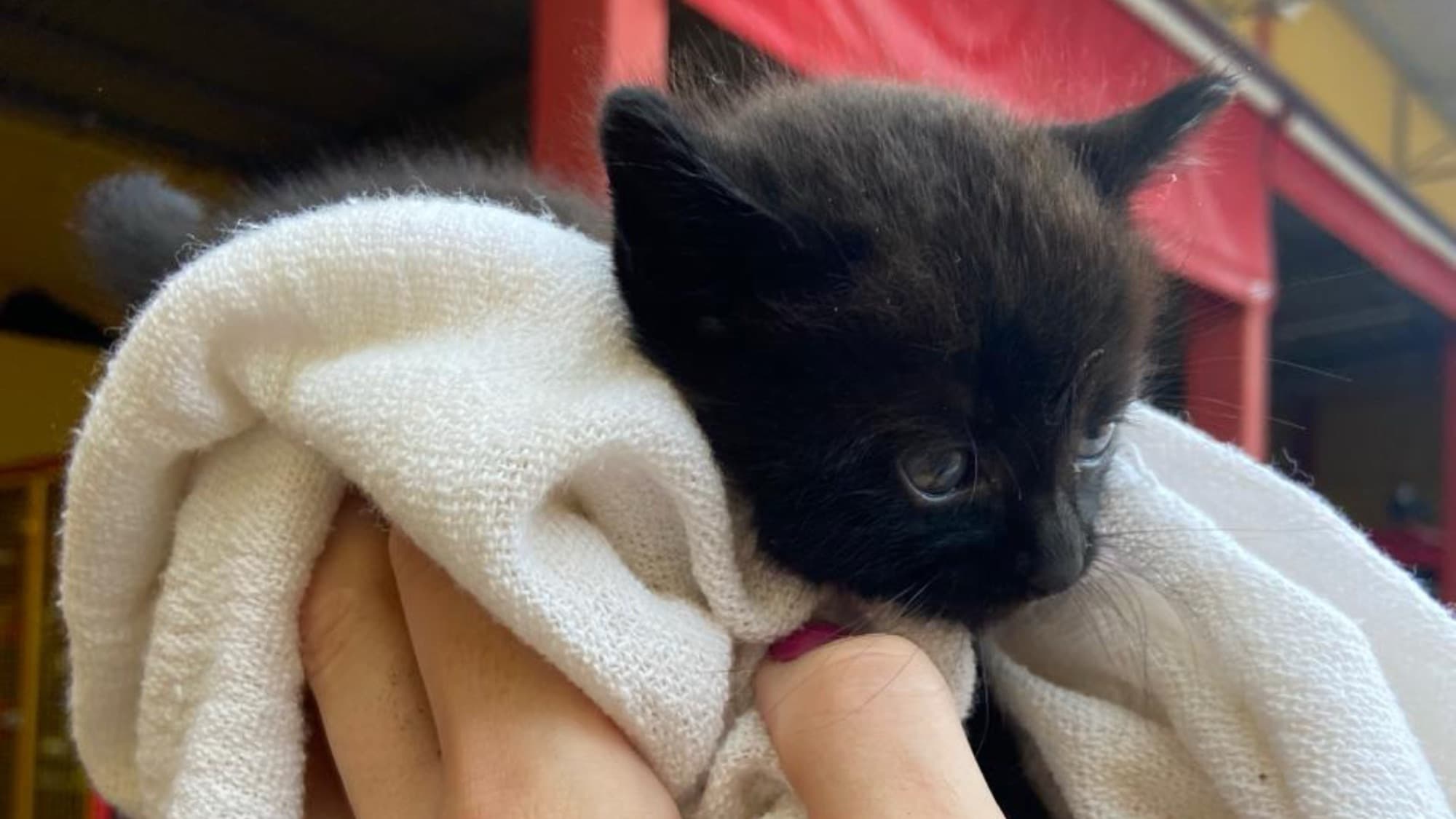 Gatinho mobiliza bombeiros em SC, some no bueiro e reaparece sozinho horas depois