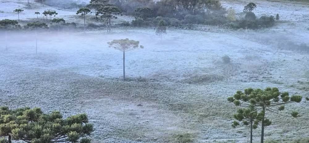 Geada cobre paisagens e temperaturas negativas marcam o amanhecer em SC; VEJA VÍDEO