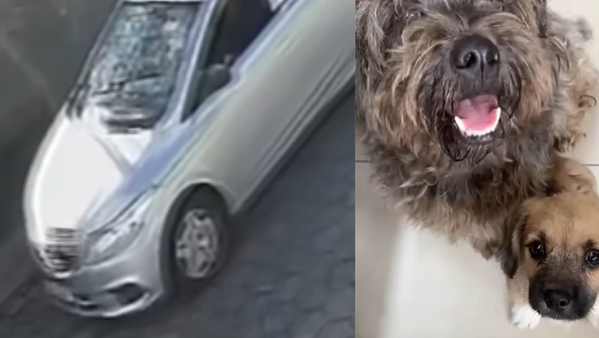 Flagrante em Itajaí: motorista abandona duas cadelas em rua e foge; VEJA VÍDEO