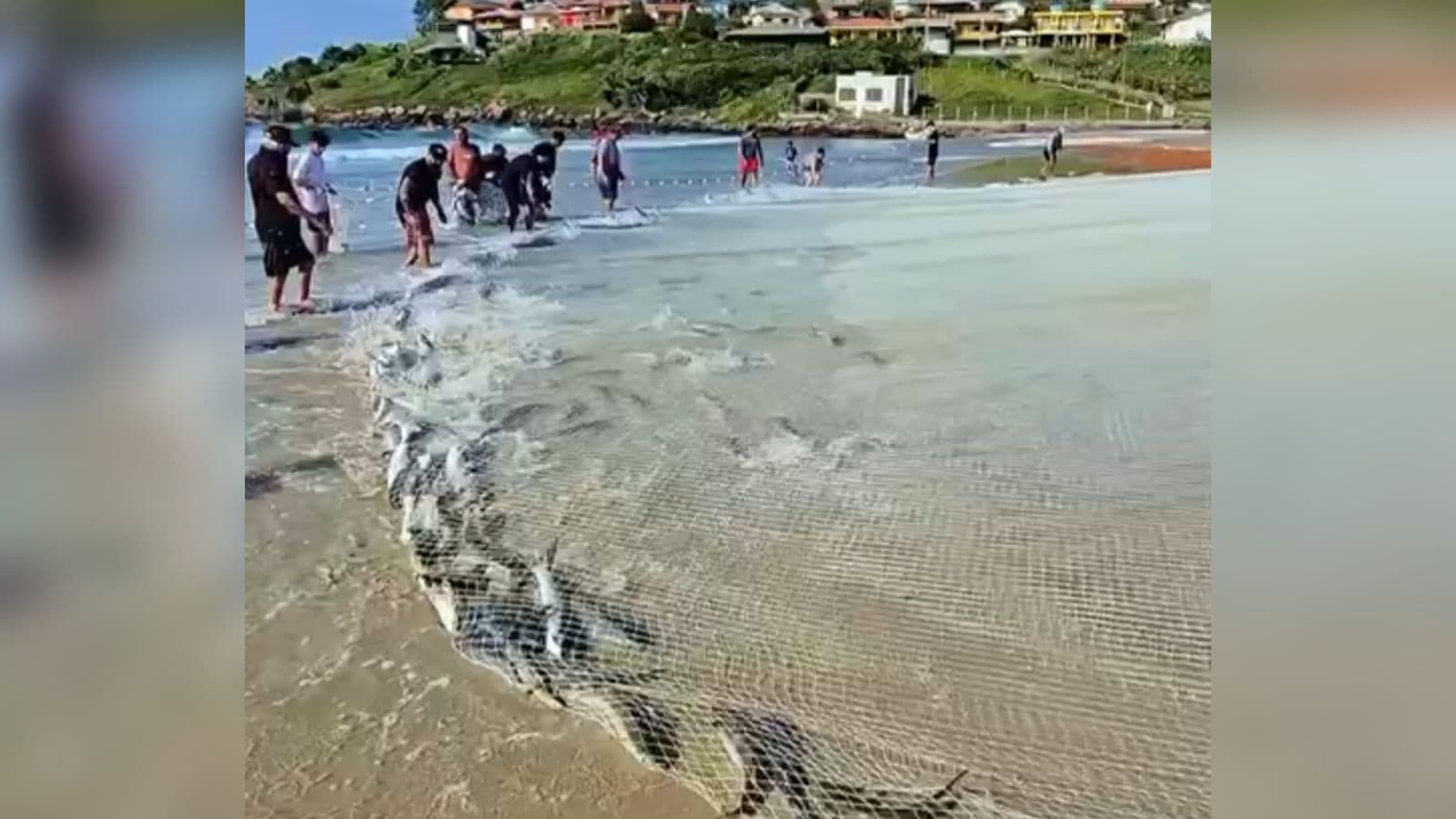 Sorriso no rosto e rede cheia: pescadores comemoram cerco com quase 2 toneladas de tainha em Laguna