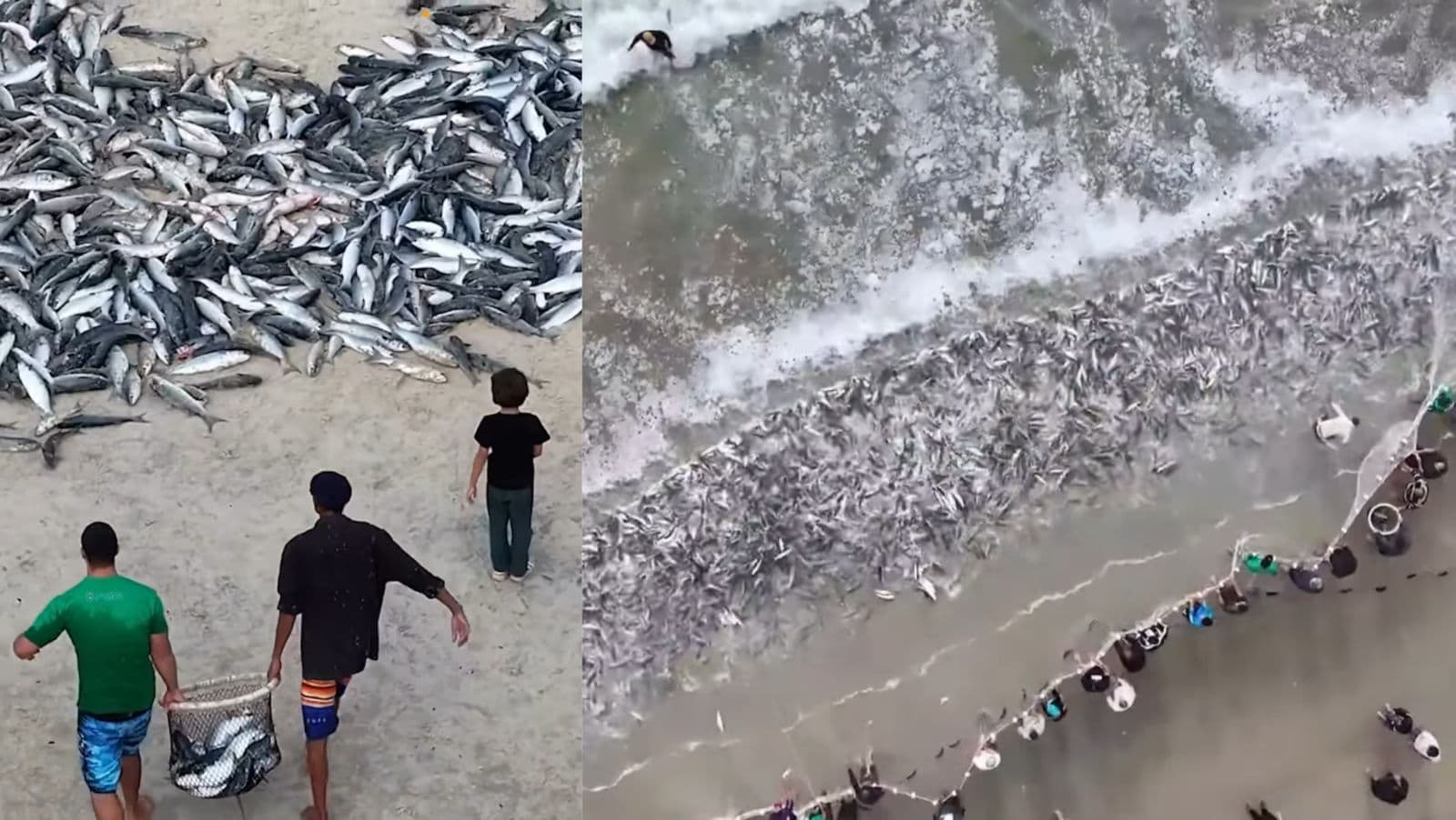 Domingo de fartura: Pescadores puxam mais de 10 mil tainhas em Palhoça e Florianópolis