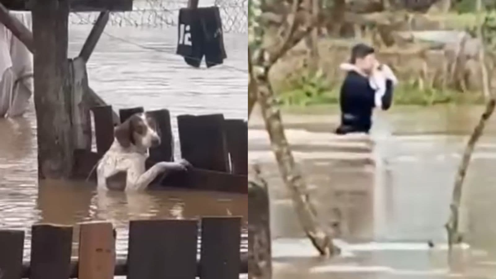 Chorando e preso na cerca: cãozinho é resgatado por prefeito durante enchente no RS
