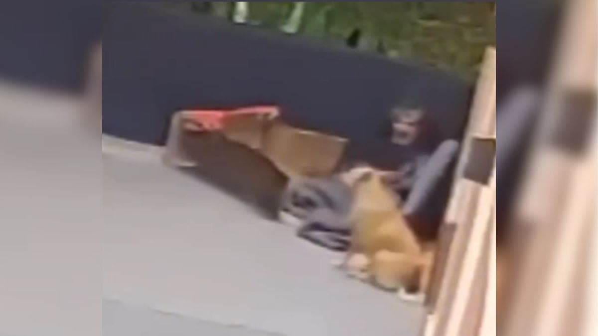 MPSC pede prisão preventiva de homem flagrado abusando de cachorra em SC