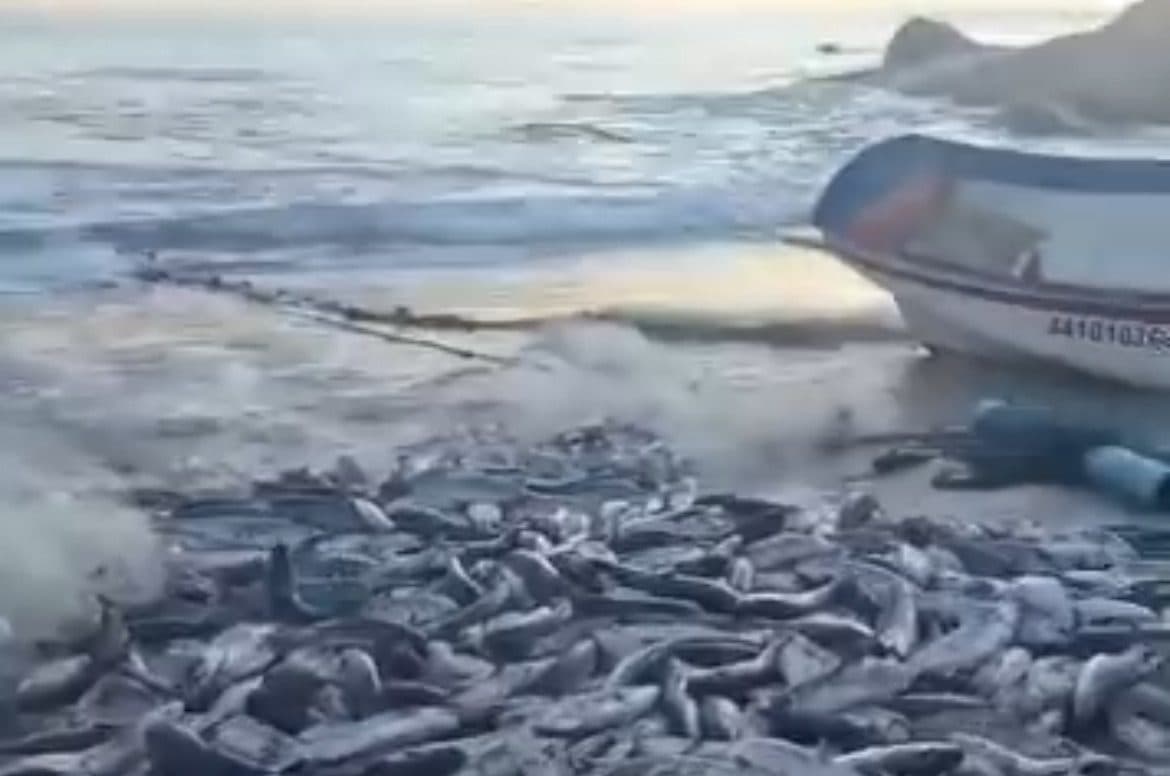 Tainha pra todo lado: lanço rende 20 mil peixes na Praia do Gravatá, em Floripa