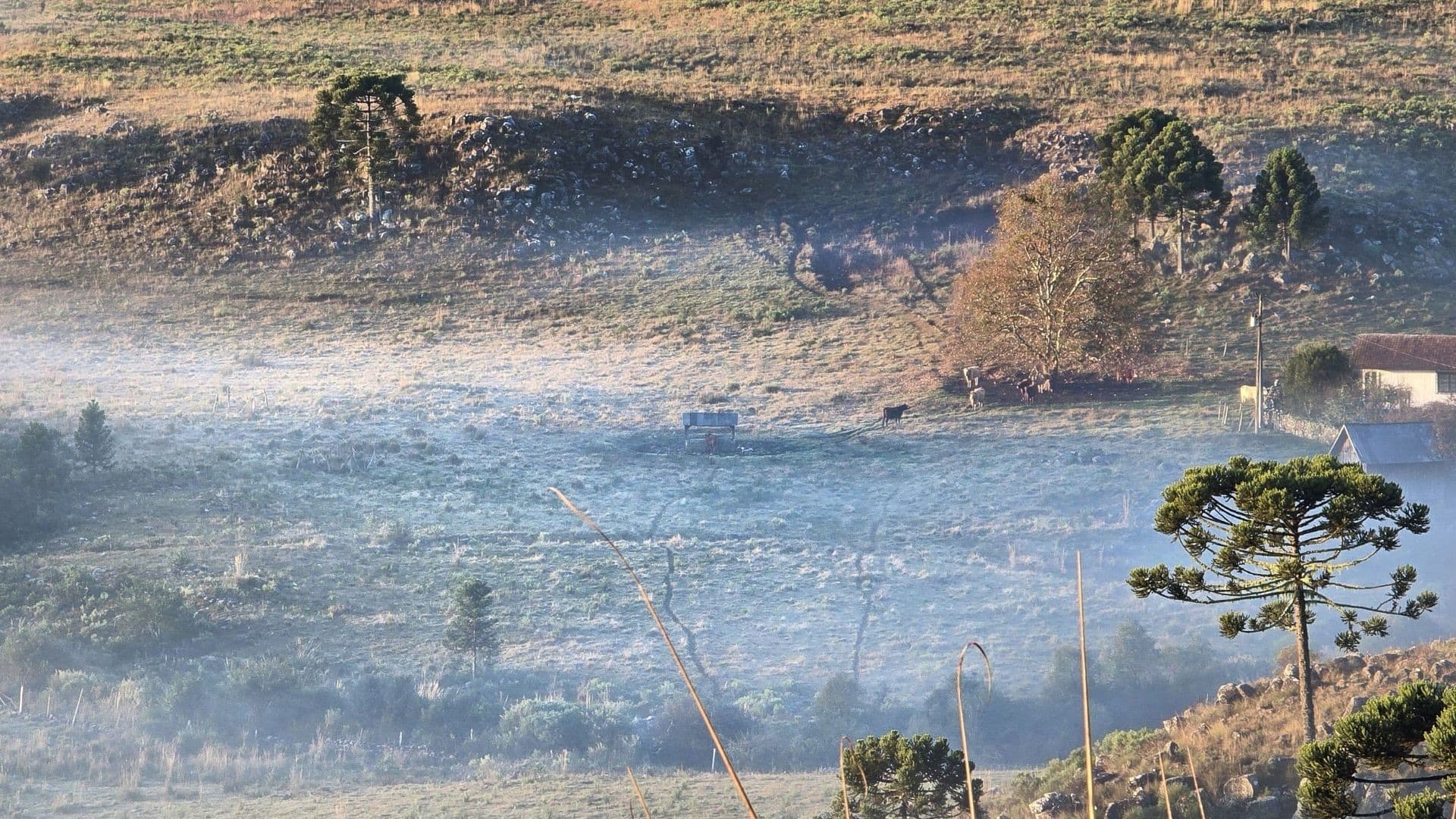 Serra de SC registra mínima de 0,28ºC e geada ao amanhecer
