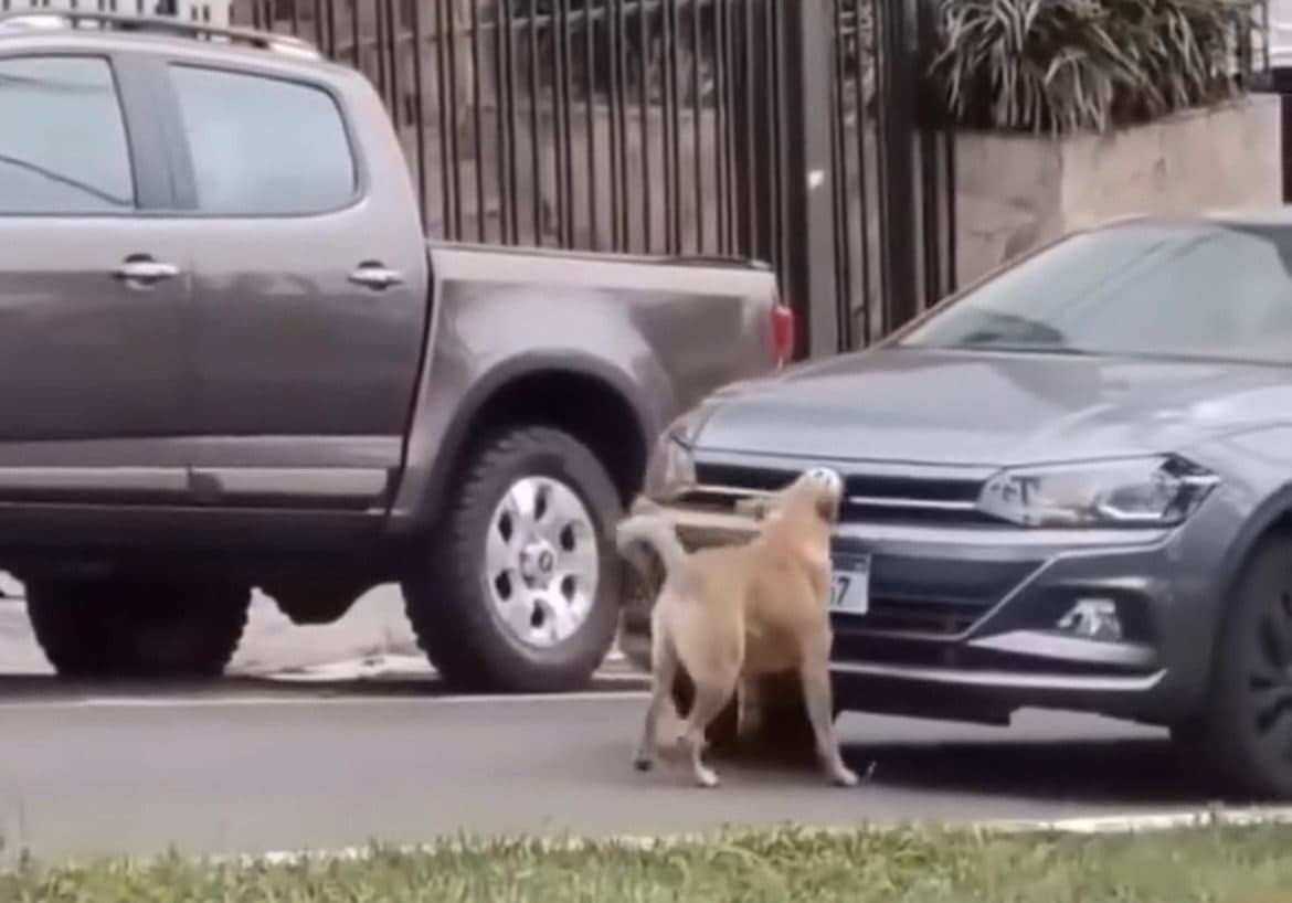 Cachorro para tudo em Caçador e só deixa trânsito seguir depois de receber carinho