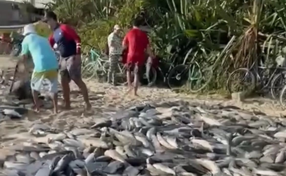 “Que coisa linda, meu Deus”: pescadores se emocionam com quantidade inacreditável de tainhas em SC