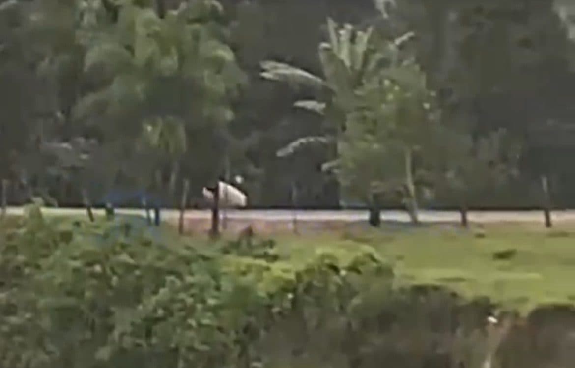 “Corre, Juçara!”: flagrante de fuga inusitada em Tijucas viraliza nas redes sociais