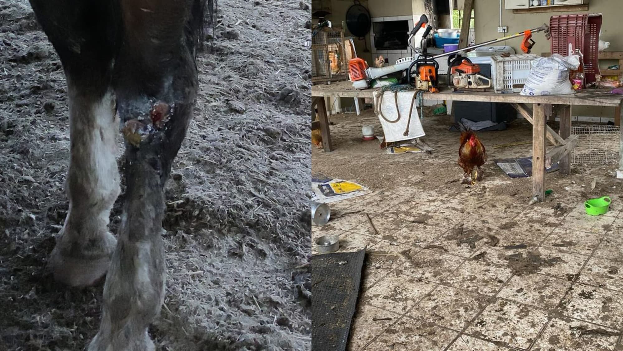 Animais, feridas e algo pior: denúncia leva polícia à “fazenda da morte” em SC