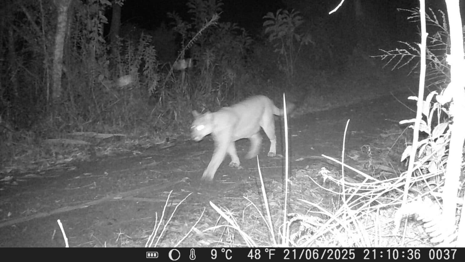 Câmeras flagram puma circulando perto de casas e assusta moradores em cidade de SC