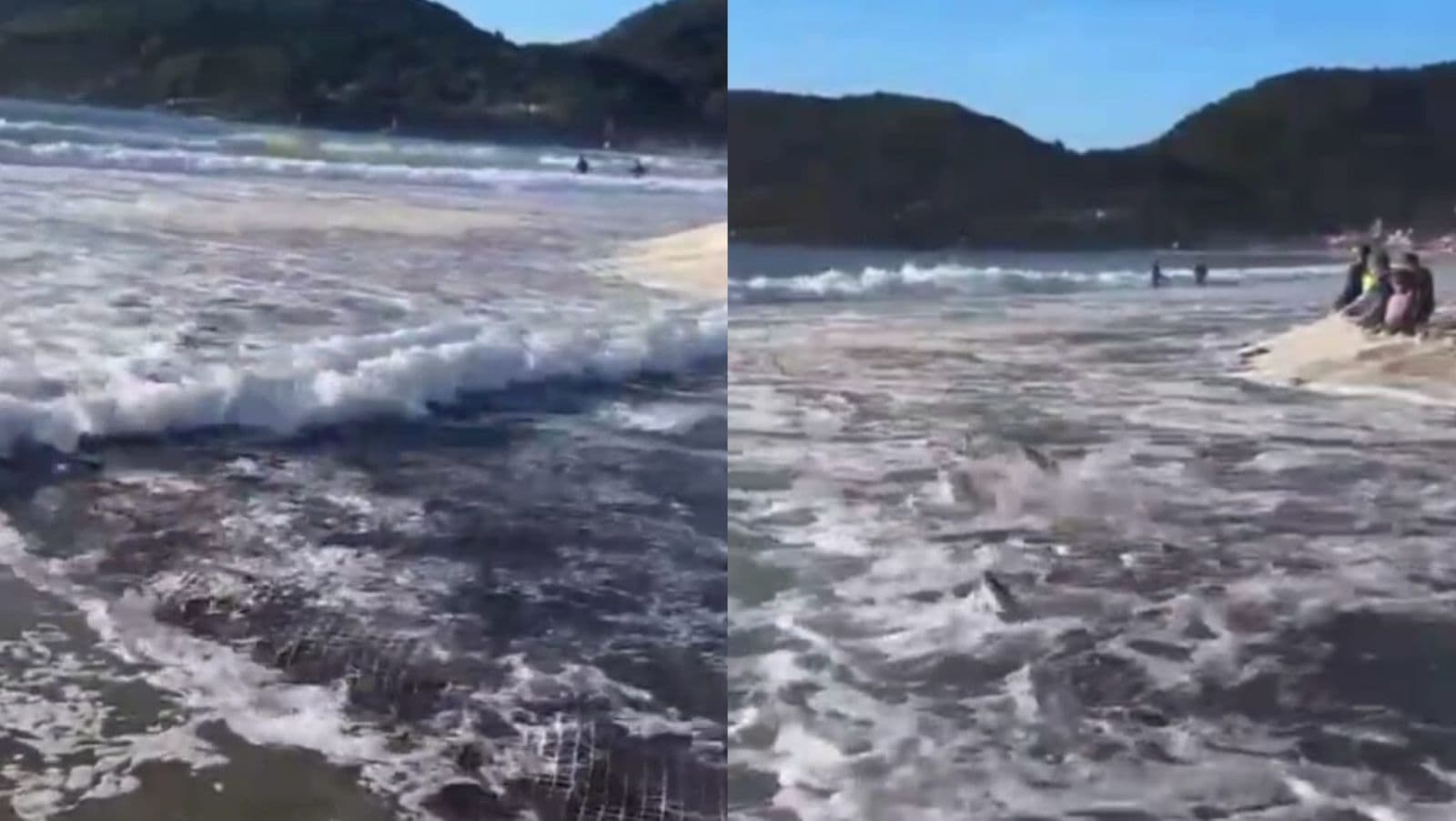 Pescadores comemoram cardume gigante de tainha em Florianópolis