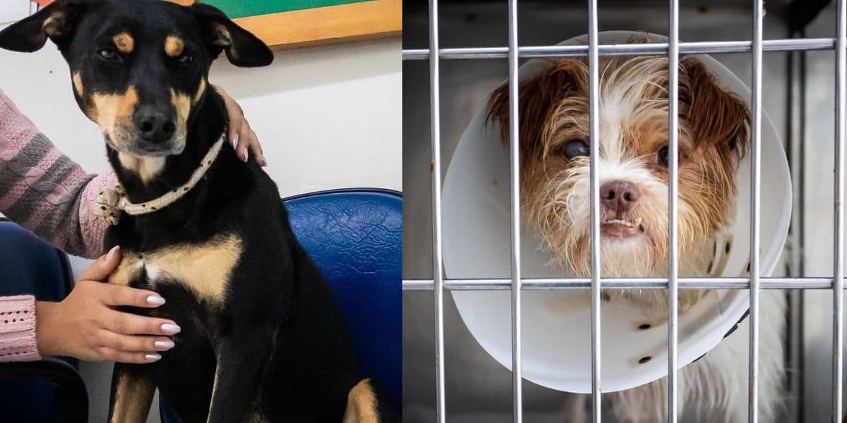 Fim do abandono? Florianópolis cria hospital veterinário gratuito para famílias em vulnerabilidade